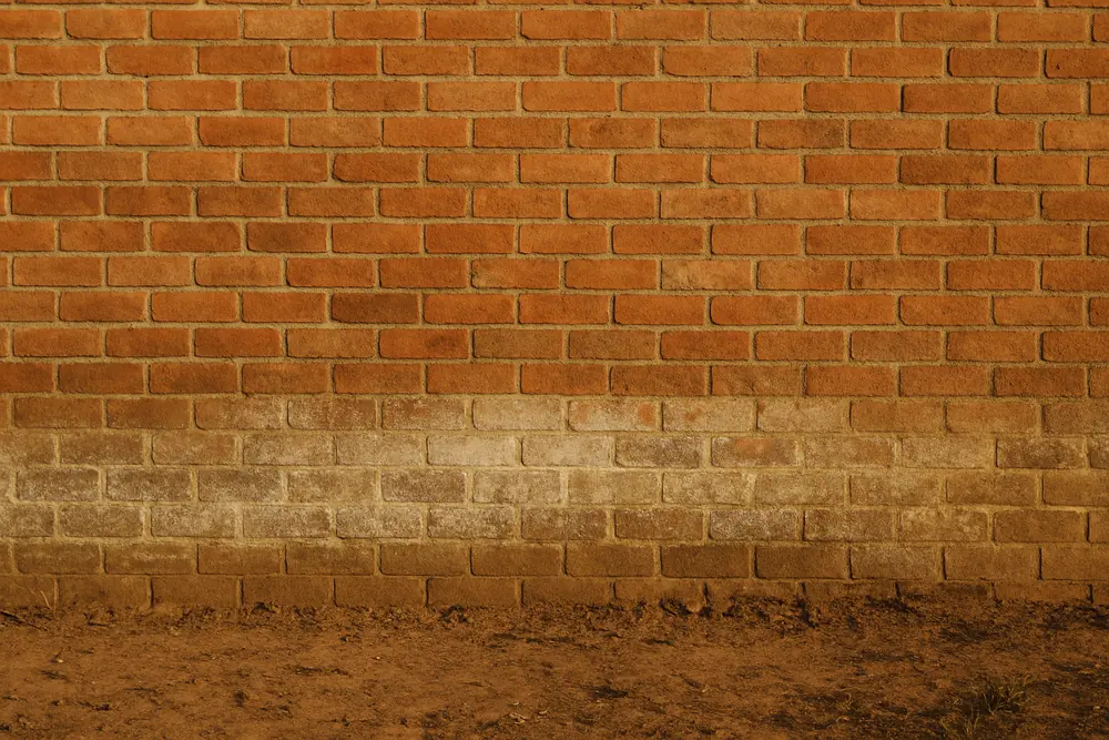 A sound brick wall base with even pointing and bare ground at its foot in warm light — salt damp treatment, Adelaide. Illustrative example.